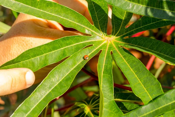 Agronomista inspeciona joaninha (Coccinellidae) na folha de mandioca no campo agrícola - Conceito Agro - Agricultor na cultura de mandioca — Fotografia de Stock