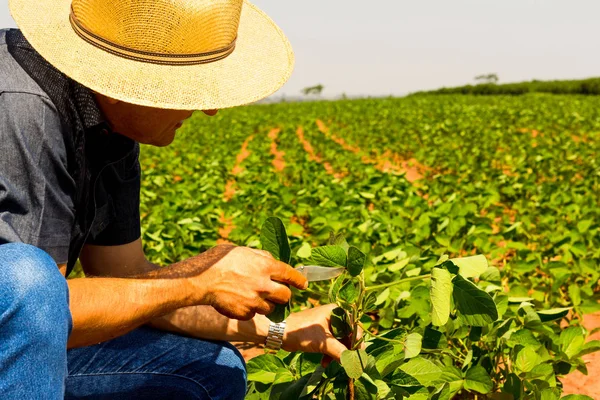 El agrónomo inspecciona el cultivo de soja en el campo agrícola - concepto agropecuario - agricultor en la plantación de soja en la granja. — Foto de Stock