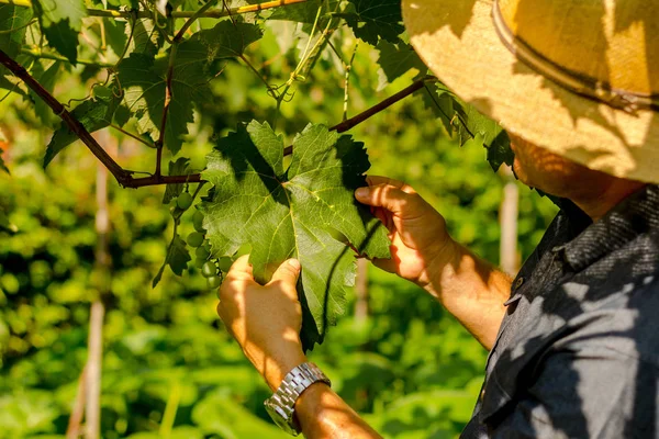 Agrónomo inspecciona hoja de uva en la vid - Concepto Agro - Agricultor en plantación de uva en granja — Foto de Stock