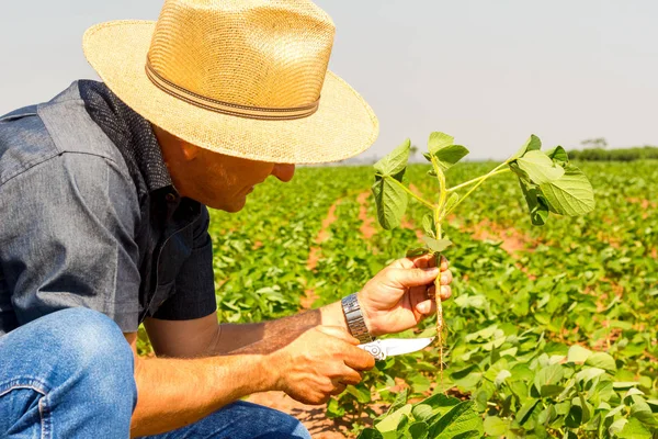 El agrónomo inspecciona el cultivo de soja en el campo agrícola - concepto agropecuario - agricultor en la plantación de soja en la granja. — Foto de Stock