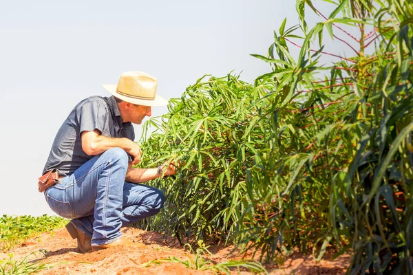 Agronomista inspeciona lavoura de mandioca em campo agrícola - Conceito Agropecuário - Agricultor em lavoura de mandioca — Fotografia de Stock
