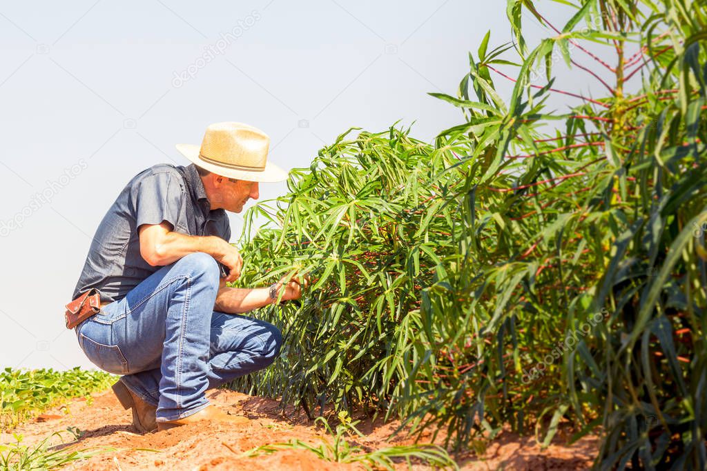 Agronomist inspects cassava crop in agricultural field - Agro concept - Farmer in cassava crop