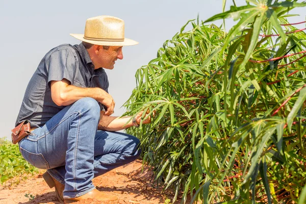 El agrónomo inspecciona el cultivo de mandioca en el campo agrícola - concepto agropecuario - agricultor en el cultivo de mandioca. — Foto de Stock