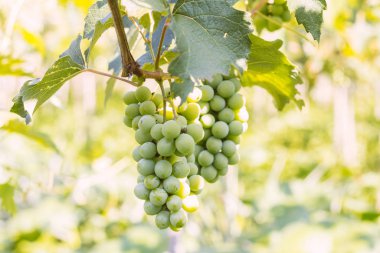 Tarım Sarmaşığı 'nda bir demet yeşil üzüm - Tarım Konsepti - Organik ve Sağlıklı Gıda