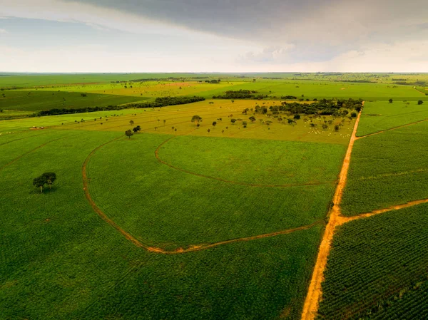 Aerial view of sugarcane plantation in Mato Grosso do Sul — Stock Photo, Image