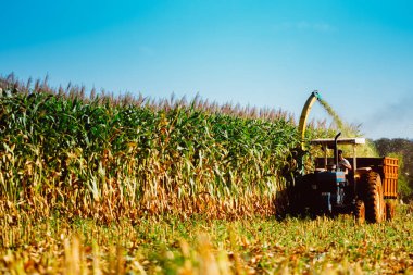Hasat zamanı mısır tarlasında hasat çiftçisi..