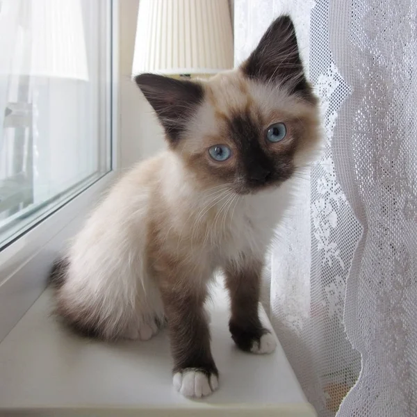 Die kleine blauäugige Katze Farbpunkt mit weißen Pfoten — Stockfoto