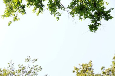 ağaç dallarının yeşil çerçevesi