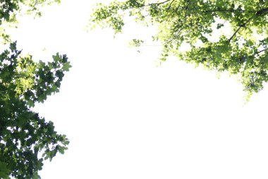 ağaç dallarının yeşil çerçevesi