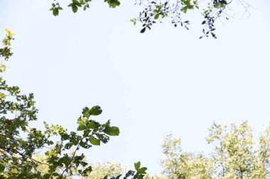 ağaç dallarının yeşil çerçevesi