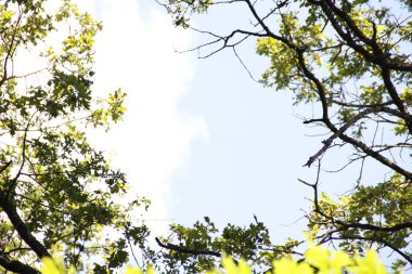 ağaç dallarının yeşil çerçevesi