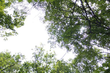 ağaç dallarının yeşil çerçevesi