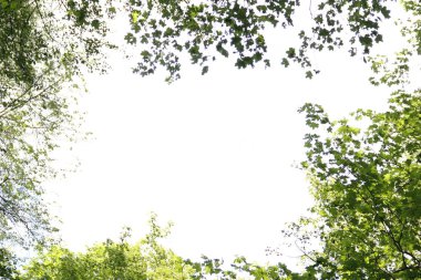 ağaç dallarının yeşil çerçevesi