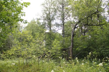 dense forest in the countryside