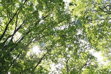 dense forest in the countryside