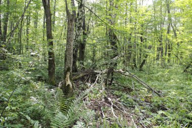 dense forest in the countryside