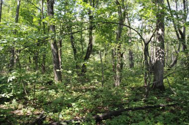 dense forest in the countryside