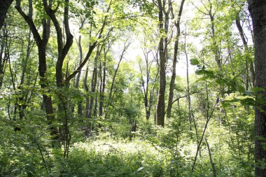 dense forest in the countryside