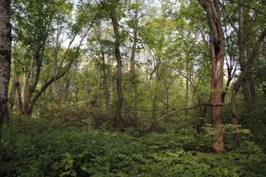 dense forest in the countryside
