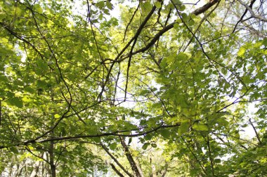 dense forest in the countryside