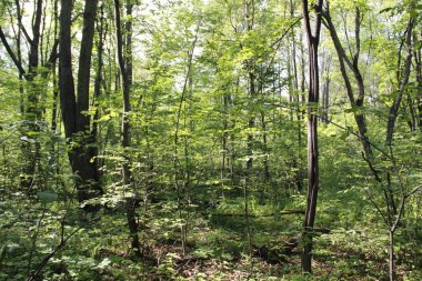 dense forest in the countryside