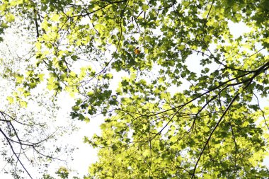 dense forest in the countryside