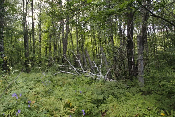 Forêt Dense Campagne — Photo