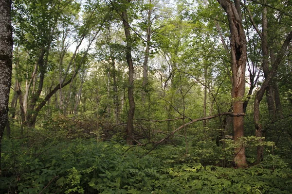 Fitta Foresta Campagna — Foto Stock