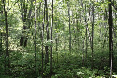 dense forest in the countryside