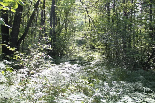 Dense Forest Countryside — ストック写真