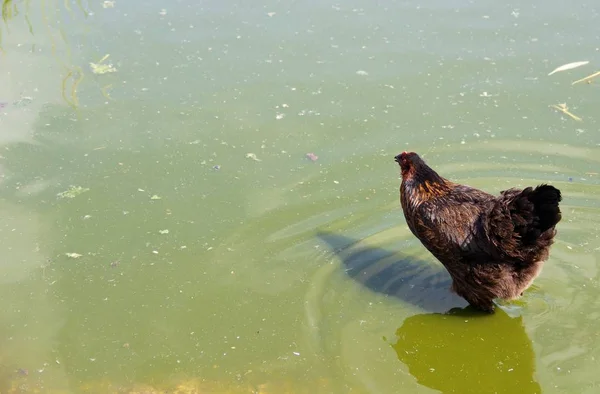 Κοτόπουλο Βόλτες Στο Νερό Καλοκαίρι — Φωτογραφία Αρχείου