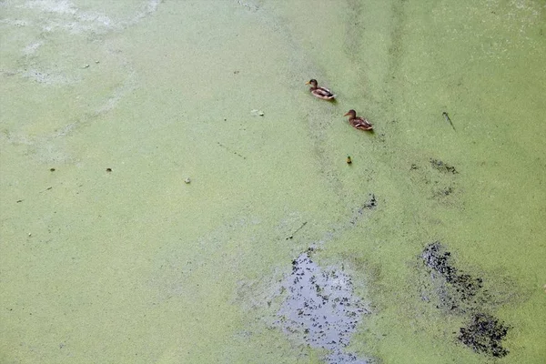 Aves Selvagens Nadam Uma Lagoa Poluída — Fotografia de Stock