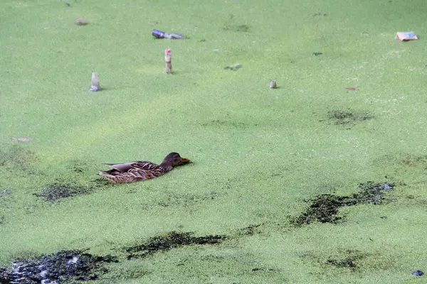 Aves Selvagens Nadam Uma Lagoa Poluída — Fotografia de Stock