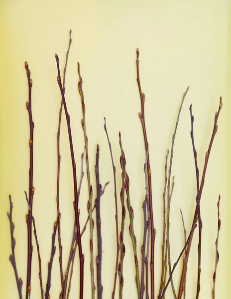 Masanın Üzerinde Küçük Ağaç Dalları — Stok fotoğraf