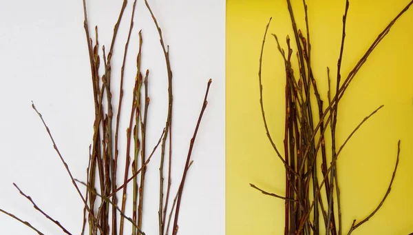 Petites Branches Arbres Sur Table — Photo