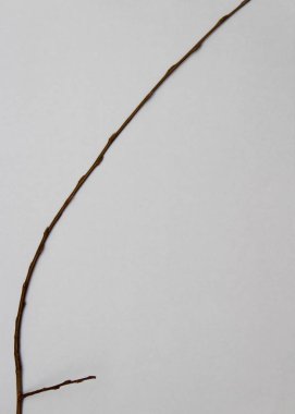 beyaz zemin üzerinde ağaç dalı