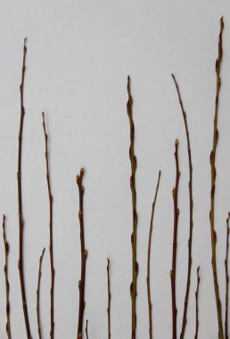 beyaz zemin üzerinde ağaç dalı