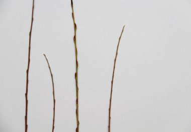 beyaz zemin üzerinde ağaç dalı