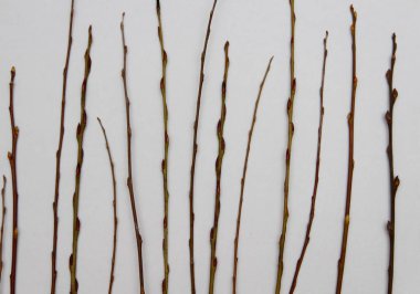 beyaz zemin üzerinde ağaç dalı