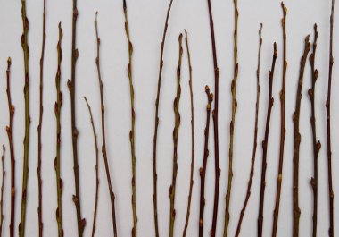 beyaz zemin üzerinde ağaç dalı