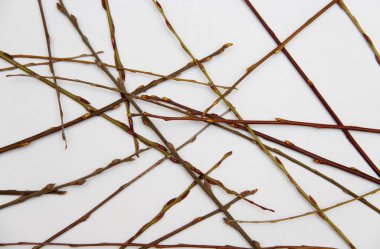 beyaz zemin üzerinde ağaç dalı