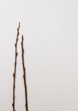 beyaz zemin üzerinde ağaç dalı