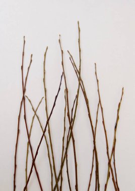 beyaz zemin üzerinde ağaç dalı