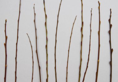 beyaz zemin üzerinde ağaç dalı