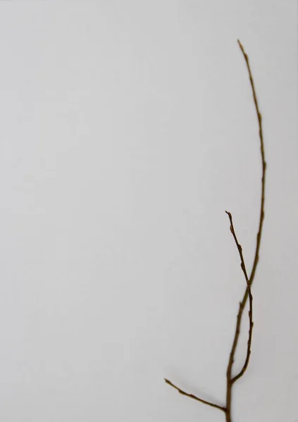 Υποκατάστημα Δέντρο Λευκό Φόντο — Φωτογραφία Αρχείου
