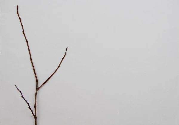 Ramo Albero Sfondo Bianco — Foto Stock