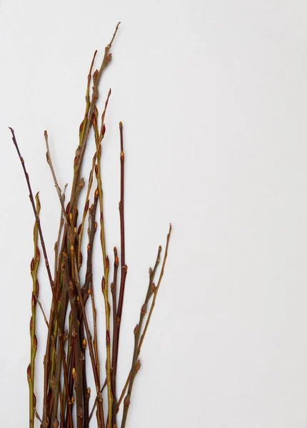 Tree Branch White Background — Stock Photo, Image