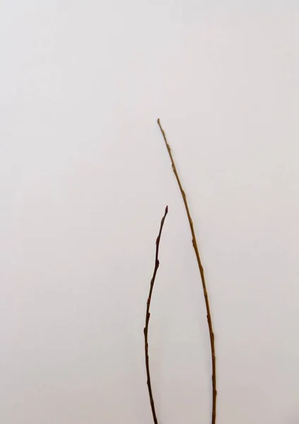 Tree Branch White Background — Stock Photo, Image