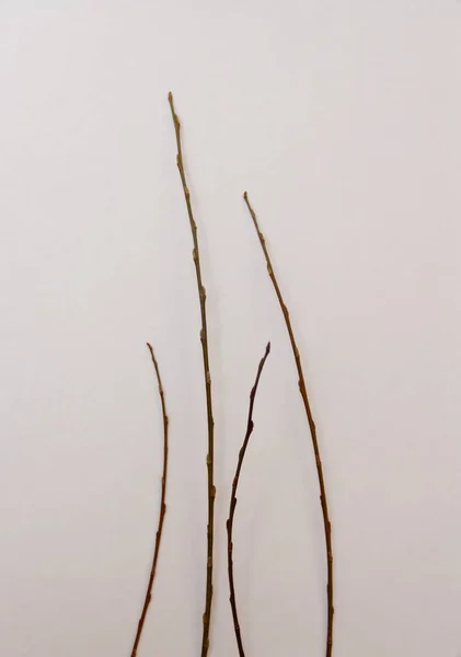 Beyaz Zemin Üzerinde Ağaç Dalı — Stok fotoğraf