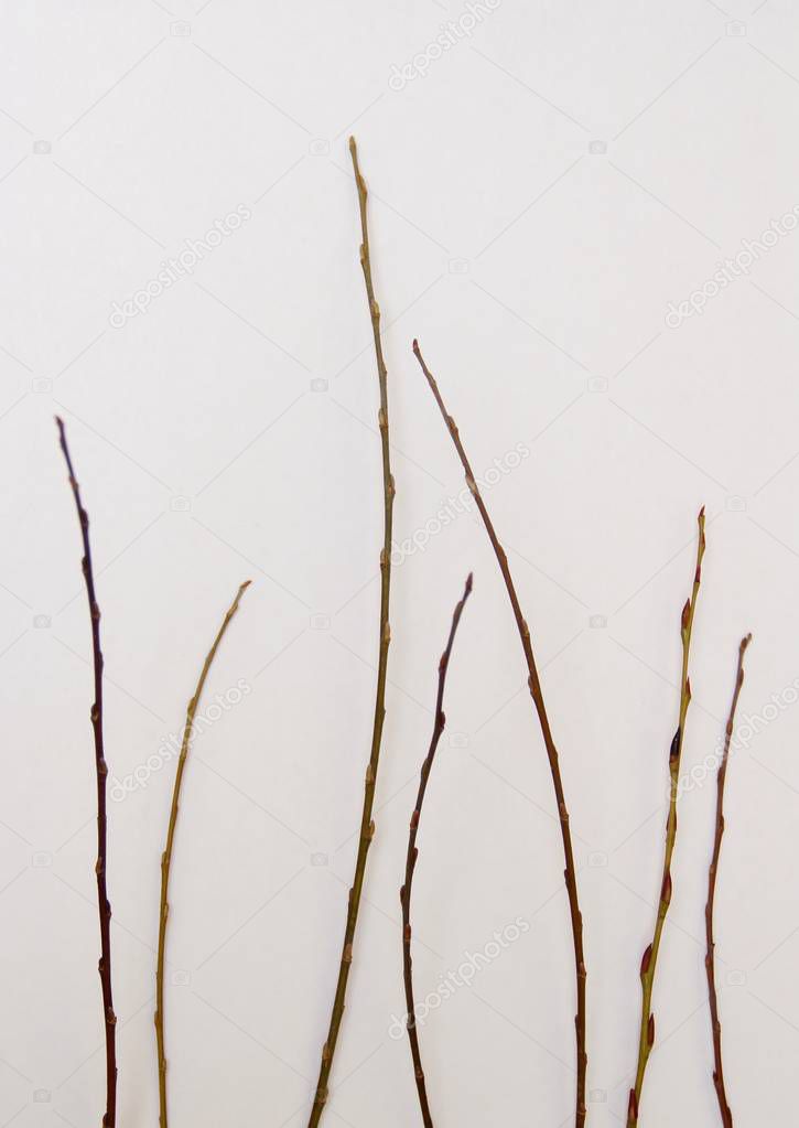 tree branch on white background